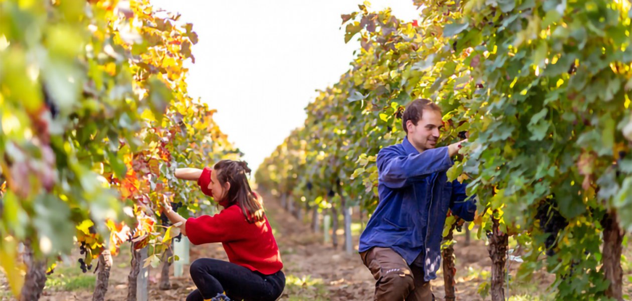 Weinlese Weingut Eckert, © Twain Wegner