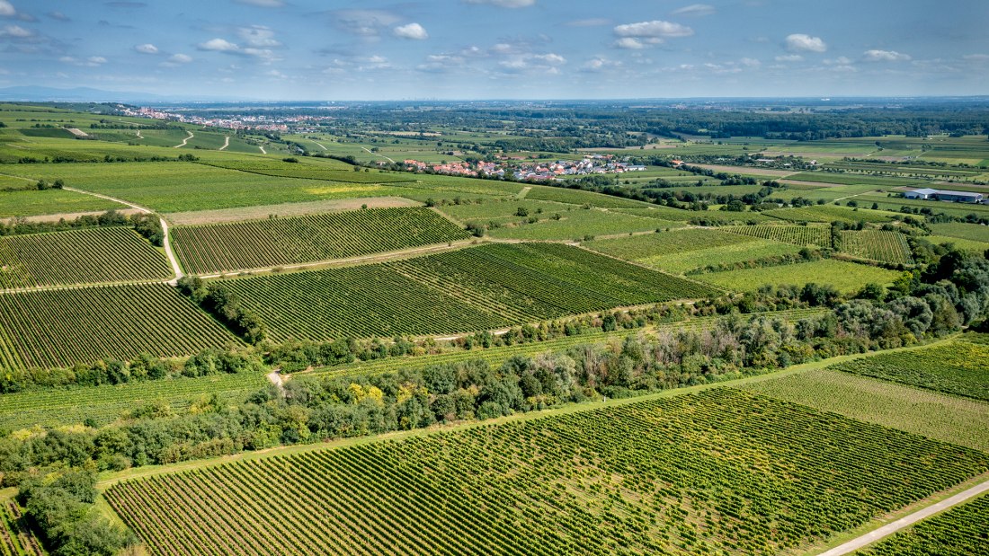 Ludwigsh&ouml;her Teufelskopf