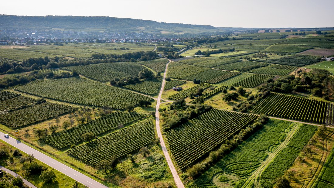 Gau-Algesheimer Steinert