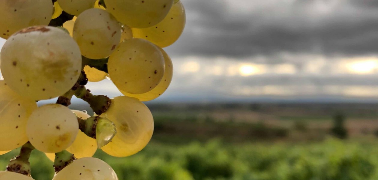 Weingut Bender_Trauben, &copy; Weingut Bender