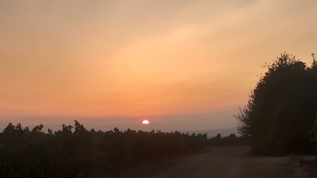 Weingut Holzm&uuml;hle_Weinberg, &copy; Weingut Holzm&uuml;hle