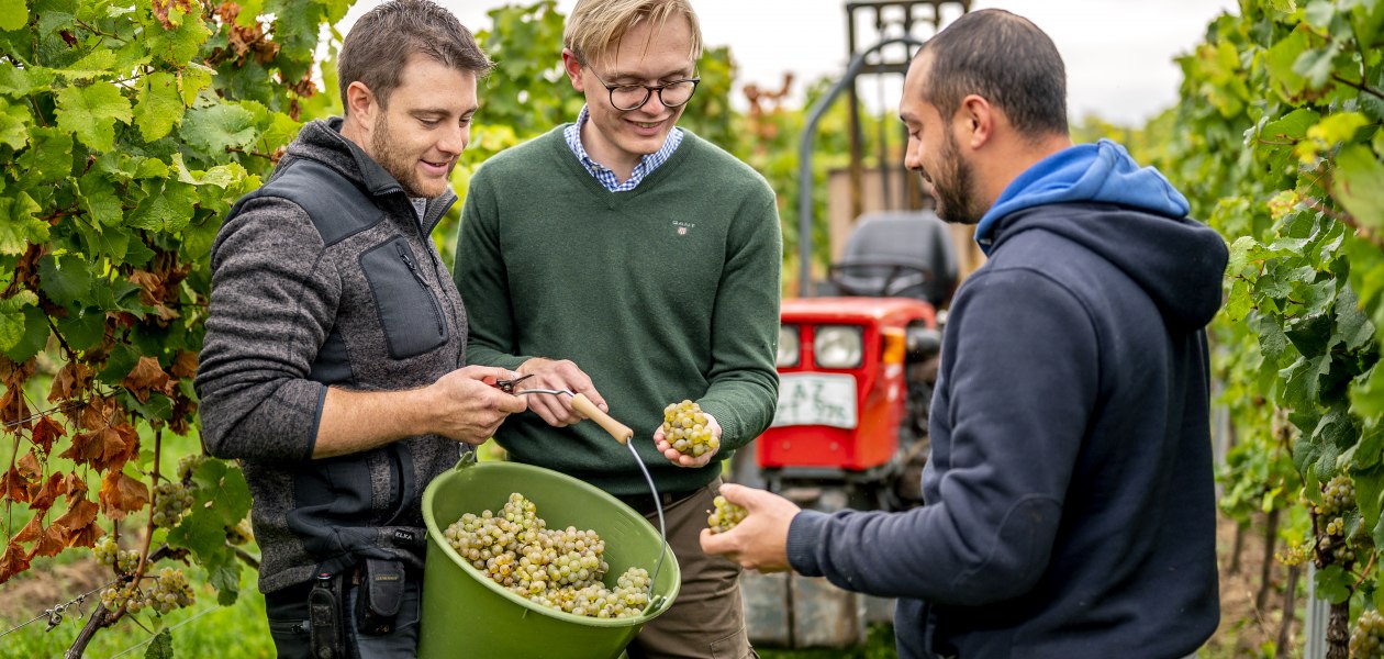J. Trautwein feine Weine_Weinlese, &copy; Fotografie Torsten Silz