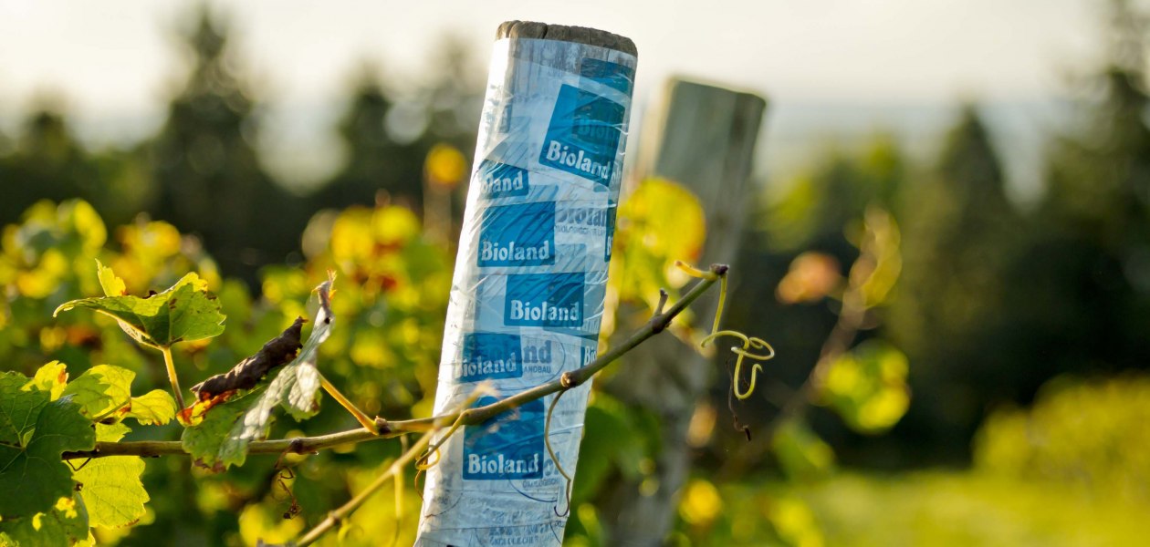 weingut-gaenz-bioland-pfahl, &copy; Weingut G&auml;nz