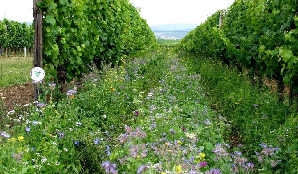 Weingut Br&uuml;hler Hof_Begruenung, &copy; Weingut Br&uuml;hler Hof
