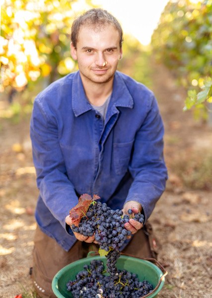 Weingut Eckert_Trauben, © Weingut Eckert