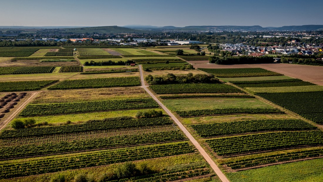 Grolsheimer &Ouml;lberg