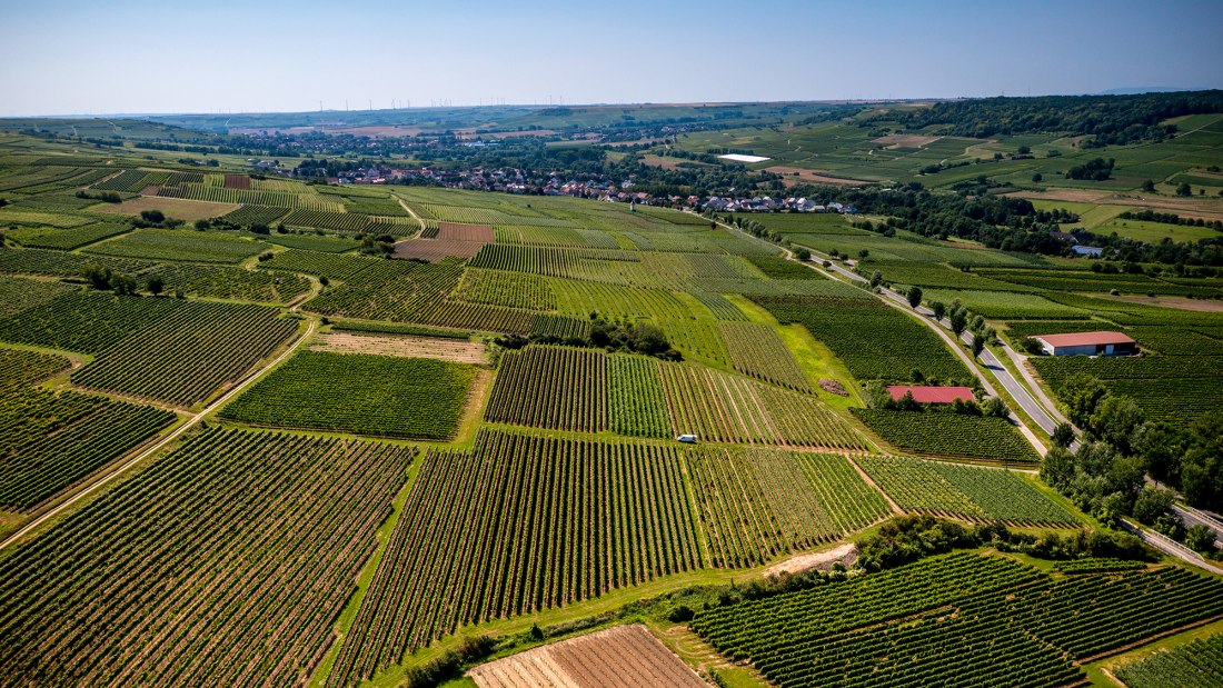 Ingelheimer Sonnenhang