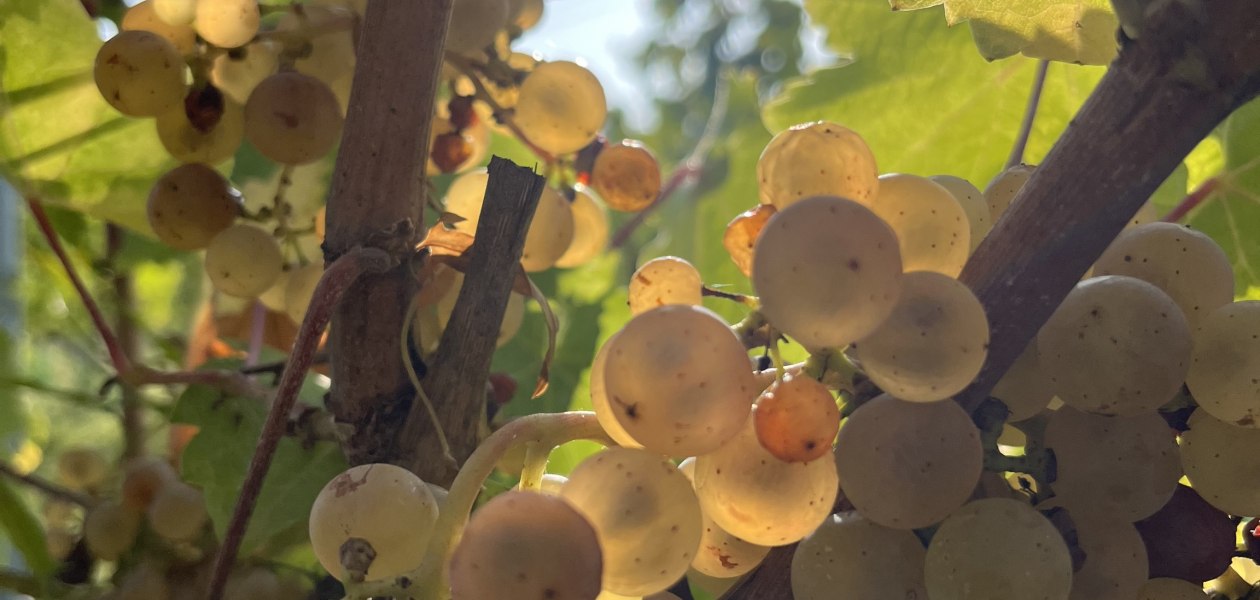 Bio Weingut Hellmich_Trauben 3, &copy; Bio Weingut Hellmich