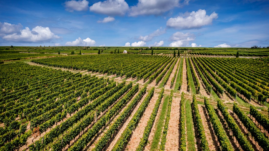 Westhofener Morstein