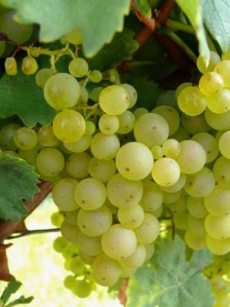 Gut Erbes_Riesling-Traube, &copy; Gut Erbes