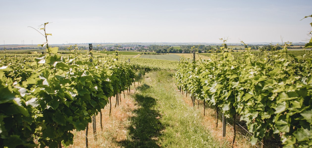Weinberg ohne Picknick, &copy; Weingut Abthof