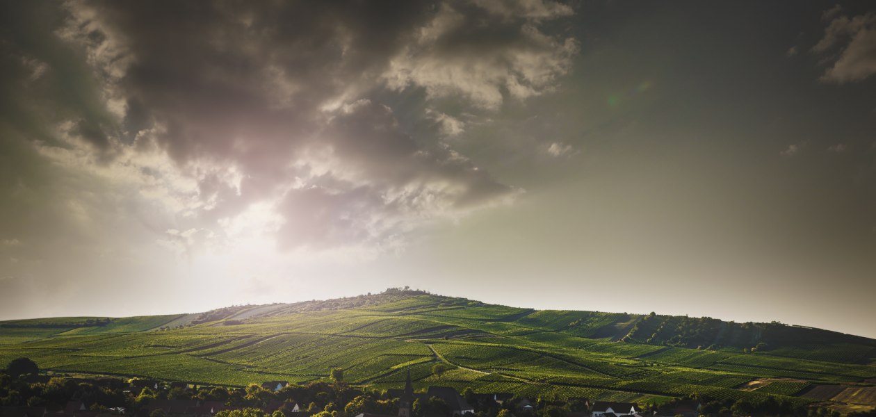 Weingut Bretz_Landschaft, &copy; Weingut Bretz
