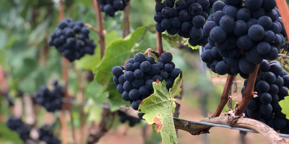 Weingut Boxheimerhof_Rote Trauben, &copy; Weingut Boxheimerhof