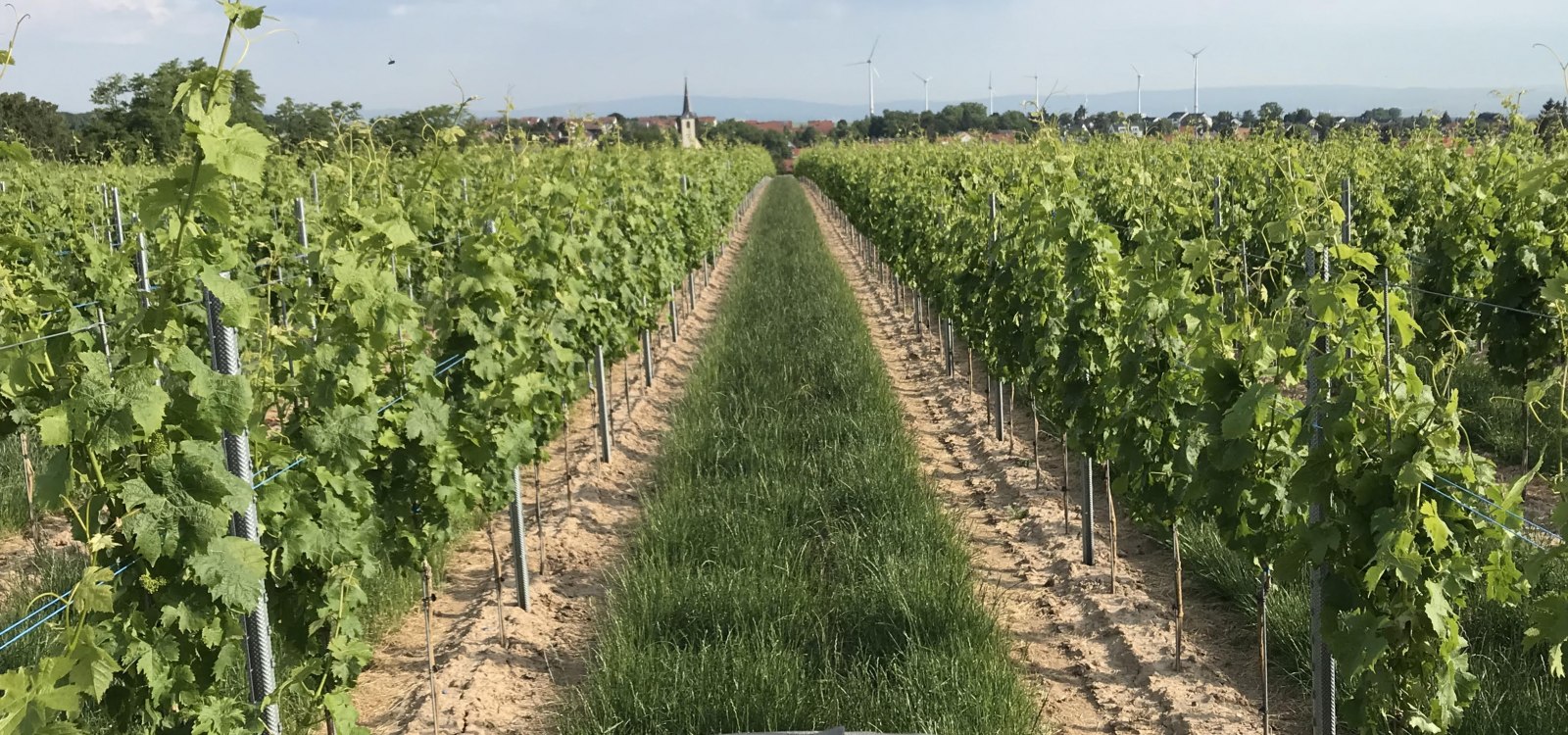 Weinberge, © Weinmanu