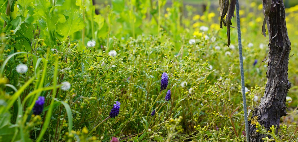 DSC03825, © Weingut Doll & Göth