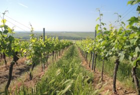 Weingut Mankel_Weinreben &copy; Weingut Mankel