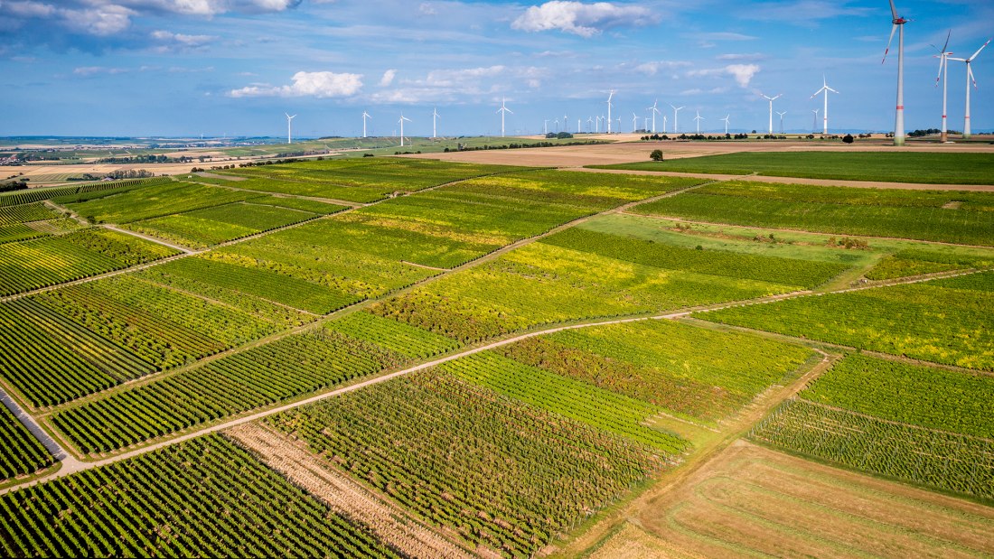 Dautenheimer Himmelacker