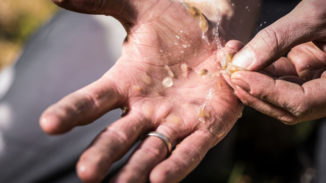 Weingut Helmut Geil_H&auml;nde, &copy; Weingut Helmut Geil