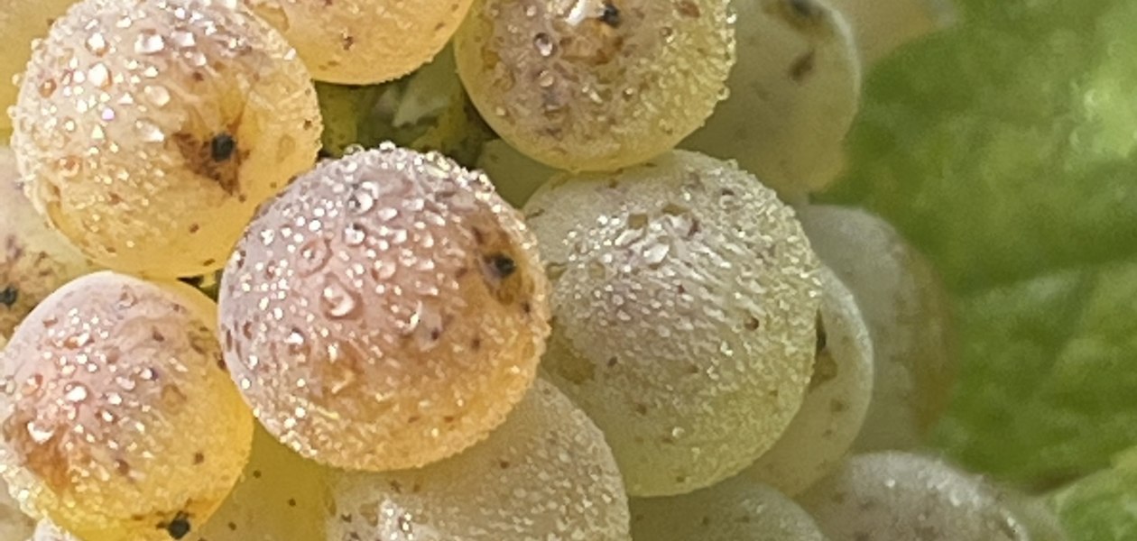 Bio Weingut Hellmich_Trauben 4, &copy; Bio Weingut Hellmich