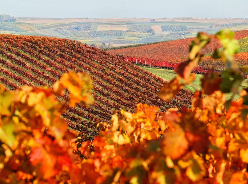 Weingut Schottenhof_Weinreben Herbst, &copy; Weingut Schottenhof