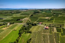 Ingelheimer Sonnenhang