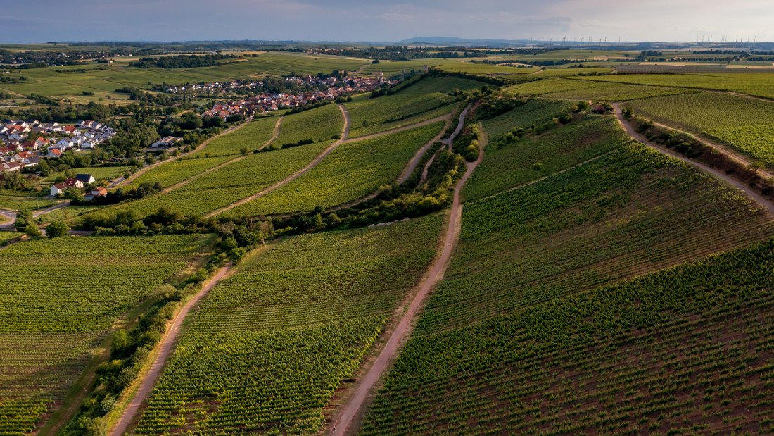 Niersteiner Ölberg