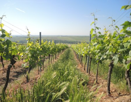 Weingut Mankel_Weinreben, © Weingut Mankel