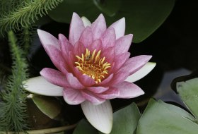 Seerose &copy; Familie Timm
