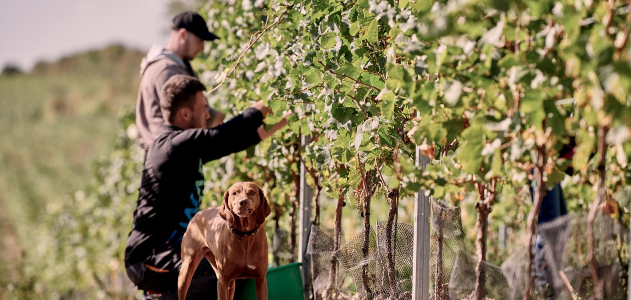 Weingut Sander_Laika bei der Arbeit, &copy; Weingut Sander