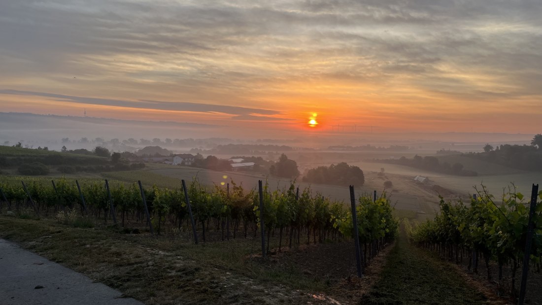 Bio Weingut Hellmich_Weinberge, &copy; Bio Weingut Hellmich