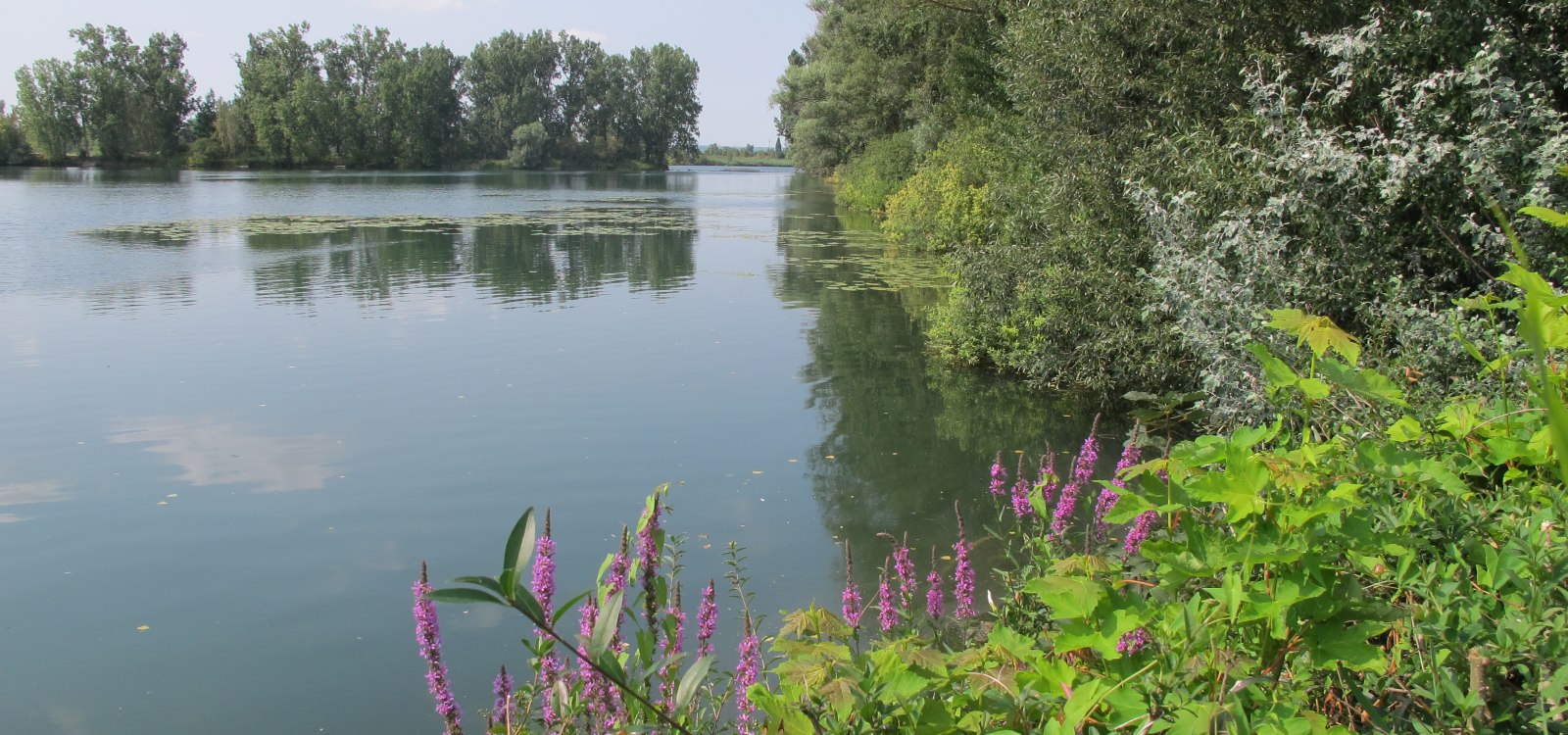 Altrheinerlebnispfad, &copy; Verbandsgemeinde Eich