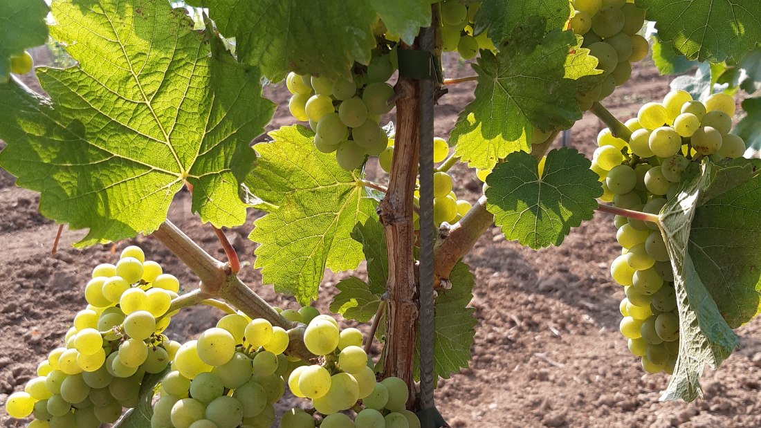 Weingut Holzm&uuml;hle_Trauben, &copy; Weingut Holzm&uuml;hle