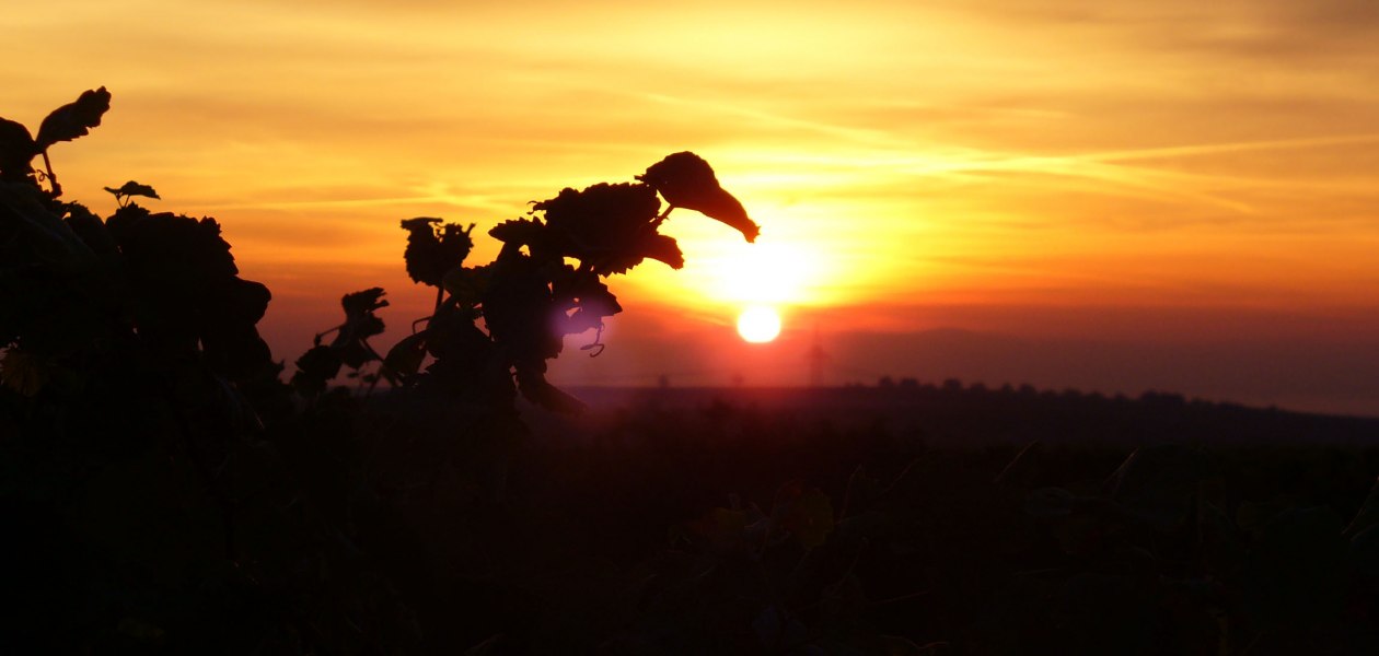 PFAFF WEINE_Sonnenaufgang, &copy; PFAFF WEINE