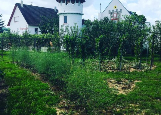 Burgunderhof Merkel © Weingut Burgunderhof Merkel