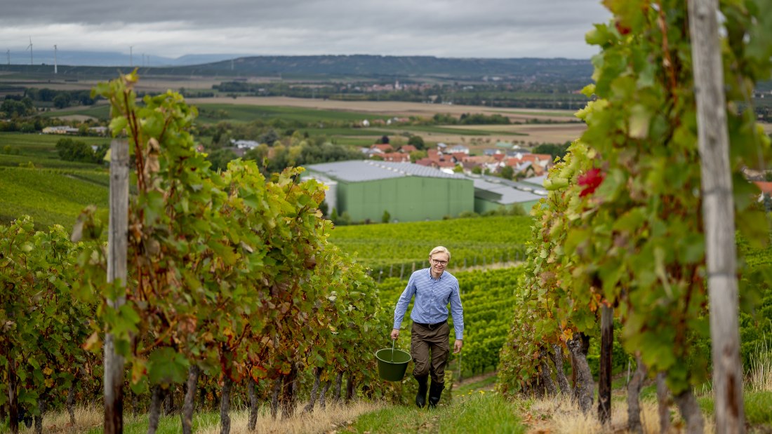 J. Trautwein feine Weine_Reben, &copy; Fotografie Torsten Silz