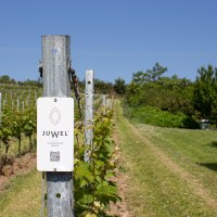 JUWEL Weinberge neben dem Weingut in Alsheim