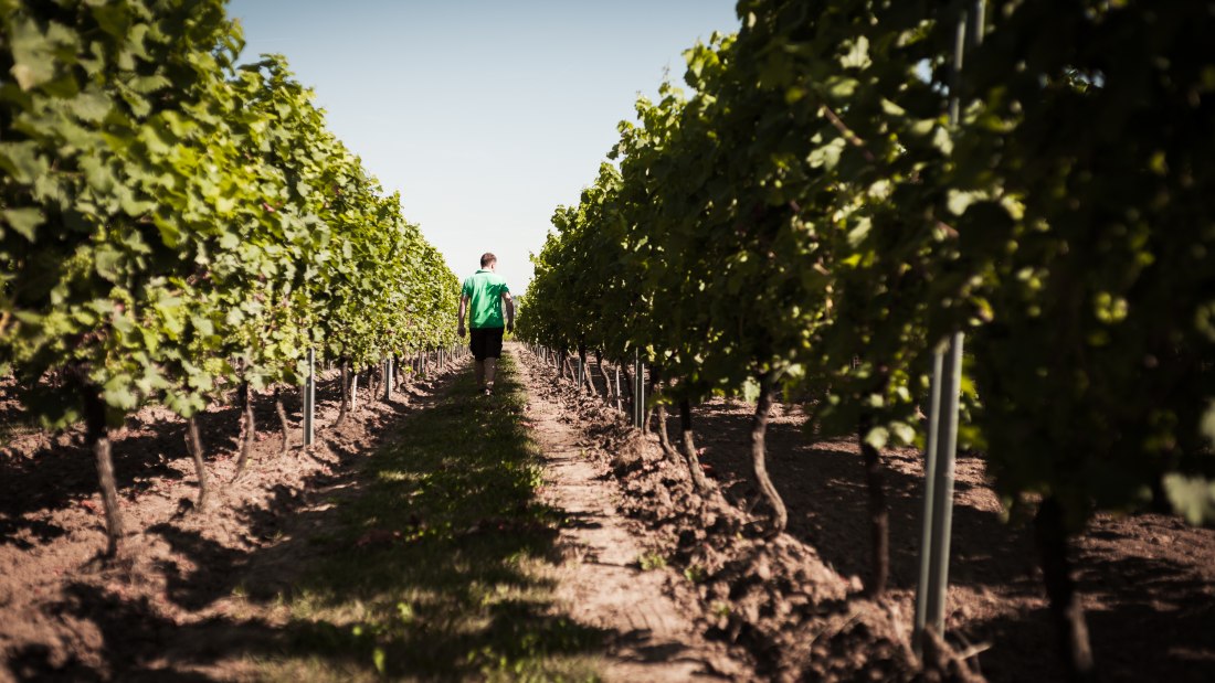 Weingut Dackermann_Reben, &copy; Weingut Dackermann