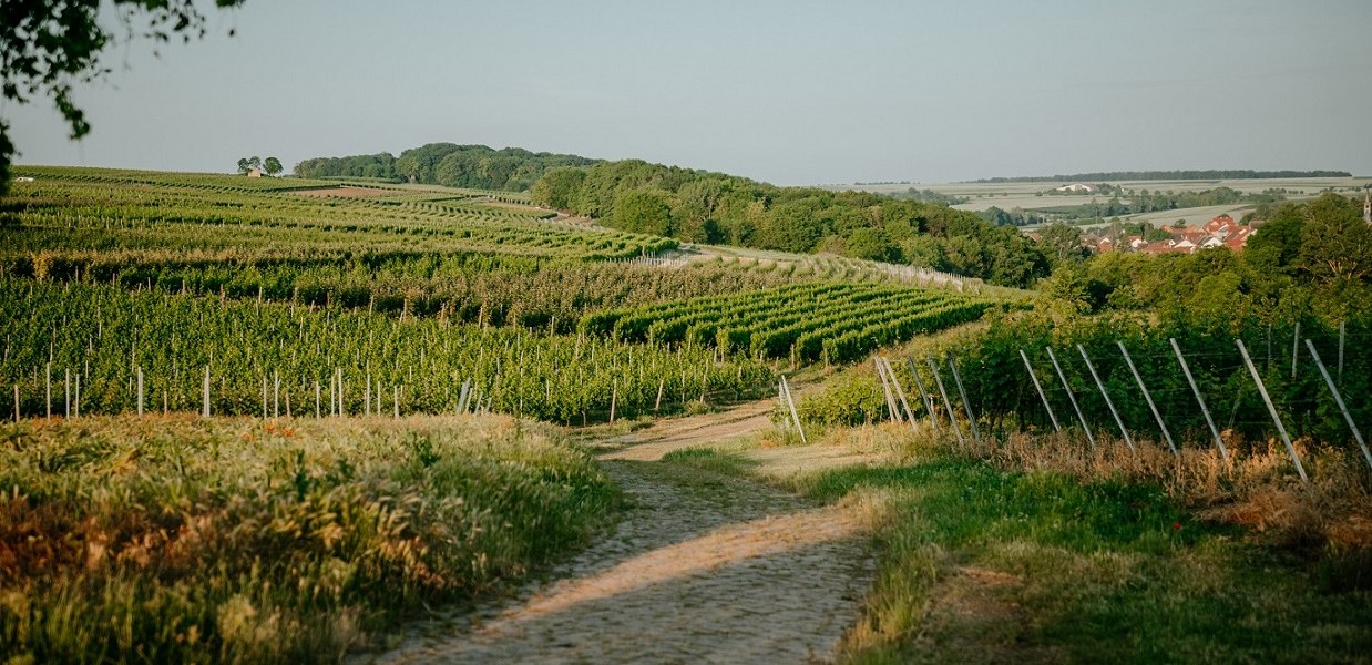 Weingut Finkenauer-Franz_Weinberge, &copy; Weingut Finkenauer-Franz