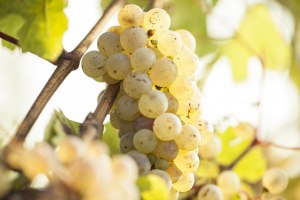 Reife Trauben, © Weingut Karl May