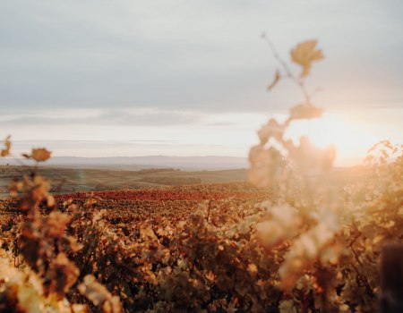 Weingut Hungermüller_Weinreben, © Weingut Hungermüller