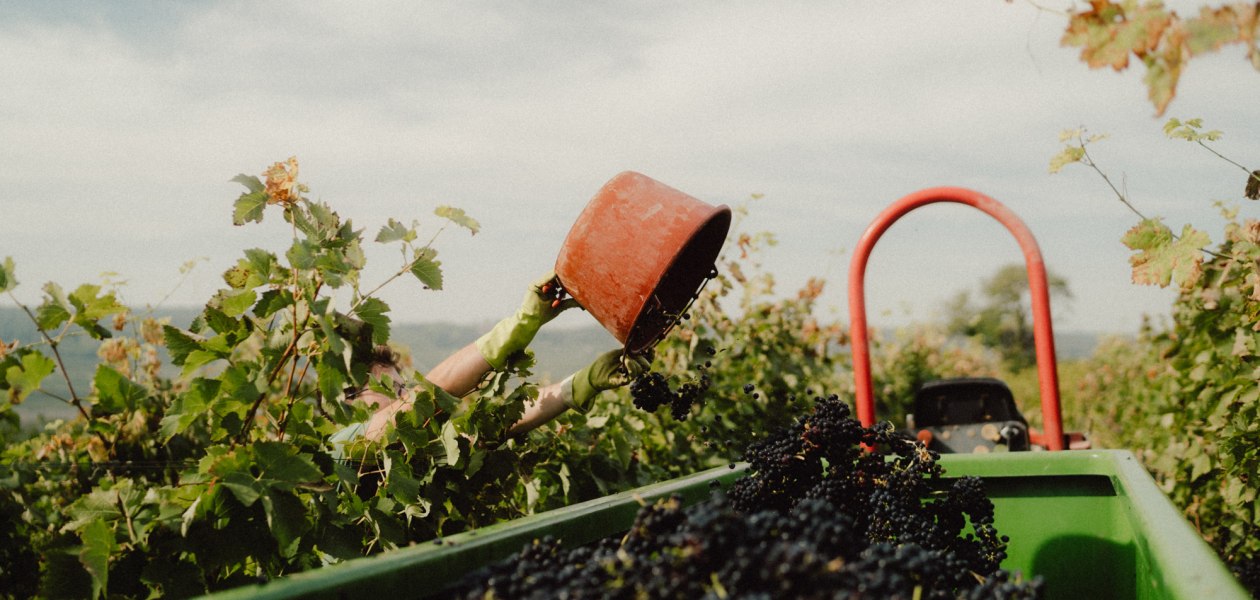 &Ouml;kologischer Weinbau Huster_Handlese Weingut Huster, &copy; &Ouml;kologischer Weinbau Huster