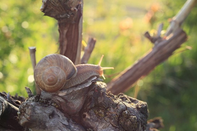 Weingut Wohlgemuth-Schnürr_Schnecke-auf-knorzen, © Weingut Wohlgemuth-Schnürr