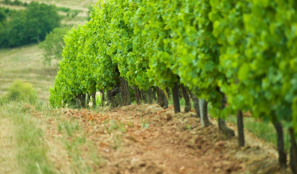 GutGall&eacute;_Rebe, &copy; GutGall&eacute;