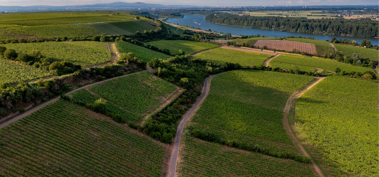 Niersteiner Ölberg