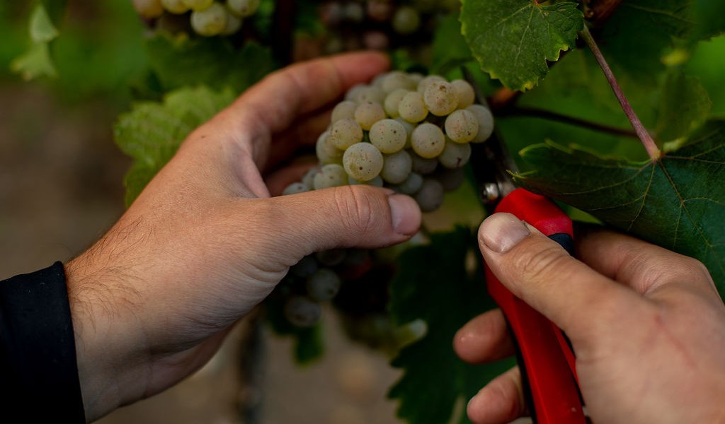 Weingut Binzel_Trauben, &copy; Weingut Binzel