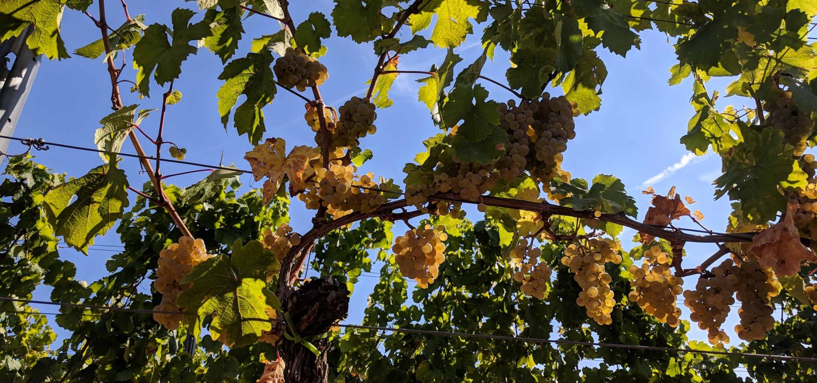 Weingut Mertz_Weinreben, &copy; Weingut Mertz