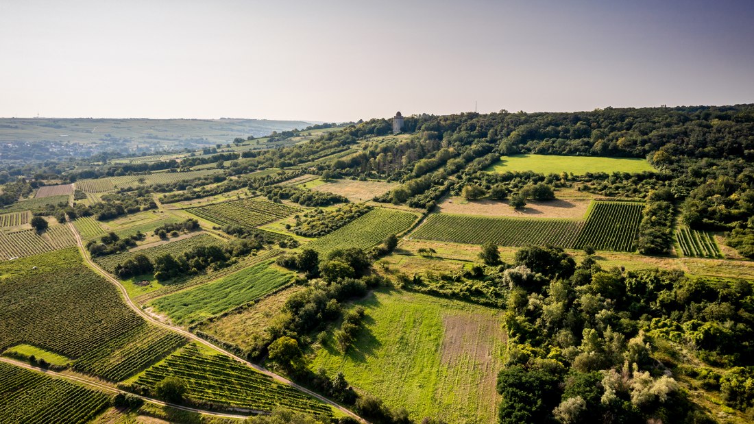 Gau-Algesheimer Steinert