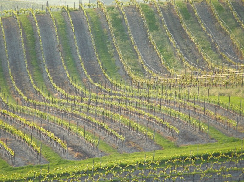 Weingut Schottenhof_Weinreben, &copy; Weingut Schottenhof