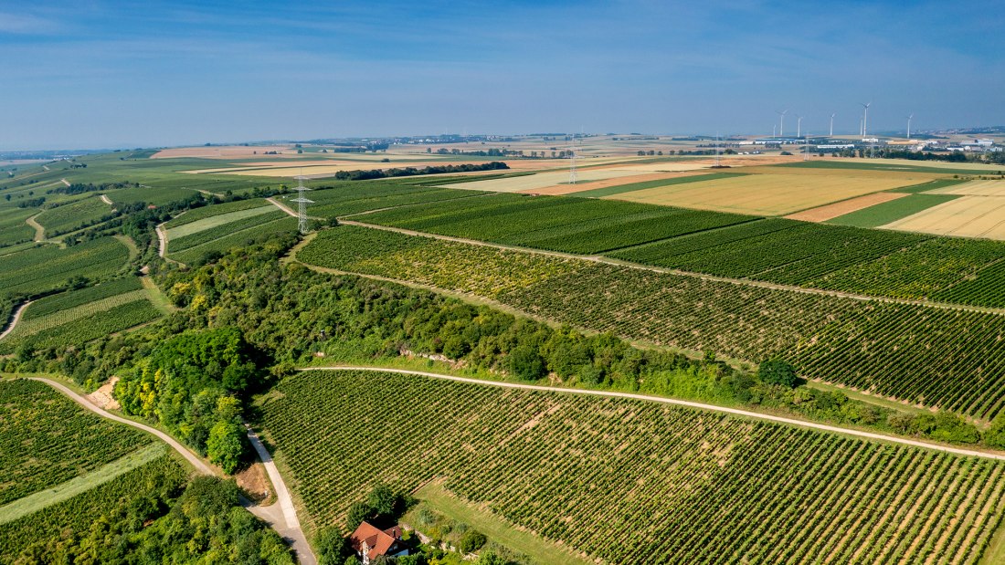 Laubenheimer Johannisberg