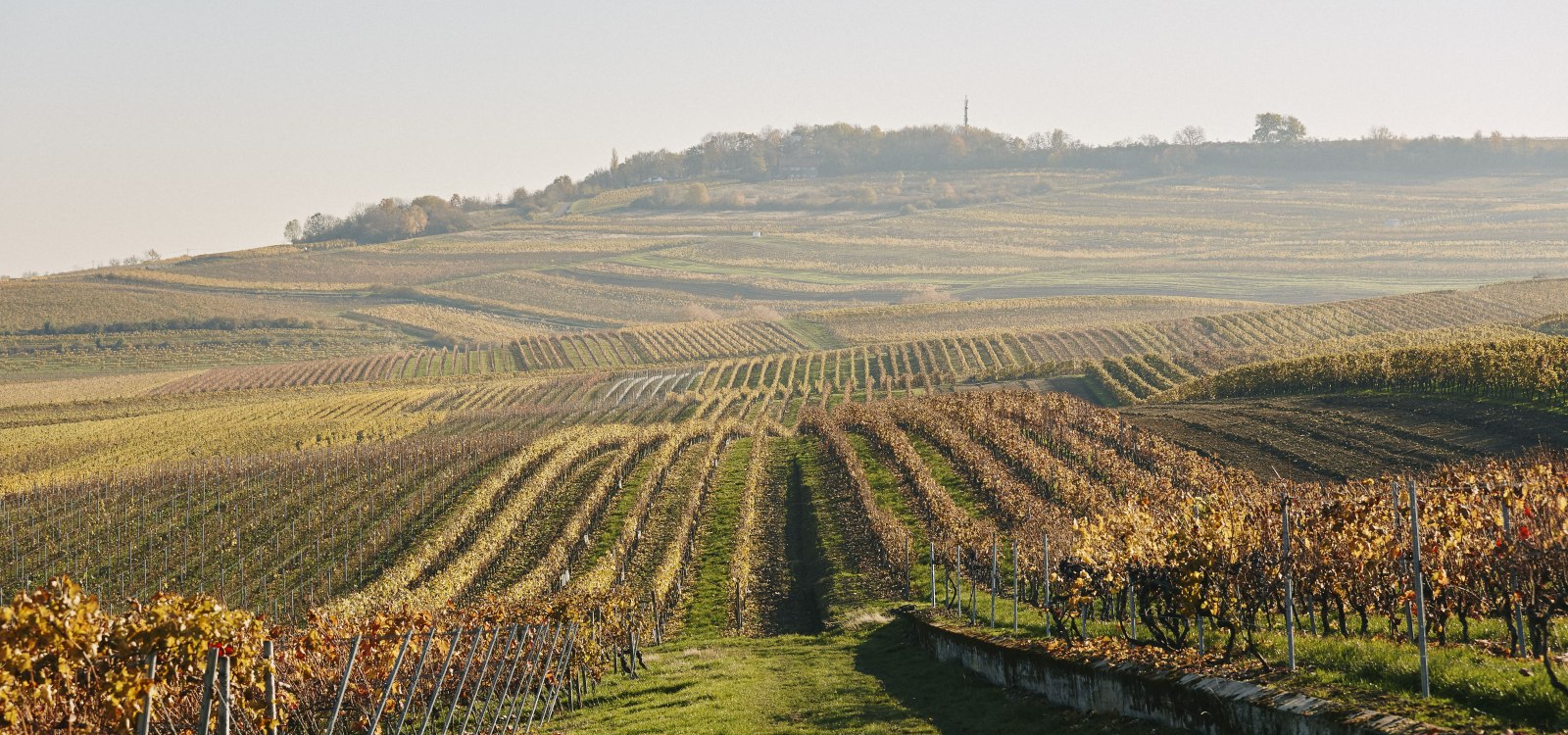 Weinberg, &copy; Weingut Spies
